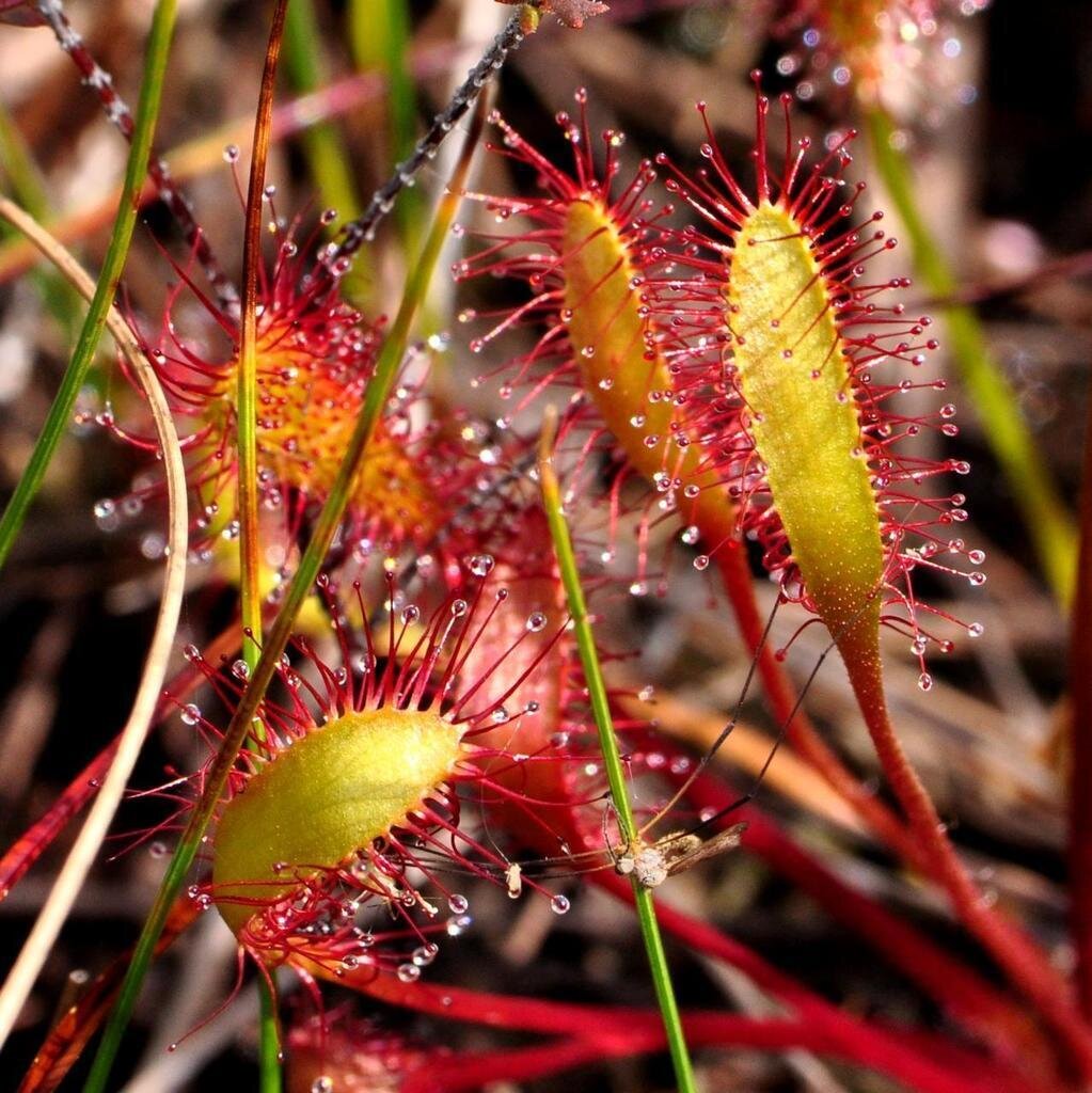 This is Drosera anglica. The common name for this is Great English Sundew. Whimsy and Wonder Seeds sells the freshest of rare plant seeds. Other Common names for this rare insectivorous plant are: Great English Sundew: Drosera anglica, English Sundew. Check this Great English Sundew (Drosera anglica) out along with all of our other carnivorous plant seeds here at Whimsy and Wonder Seeds. We ship these carnivorous plants seeds from Canada to anywhere in the World.