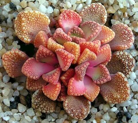 Titanopsis hugo-schlechteri