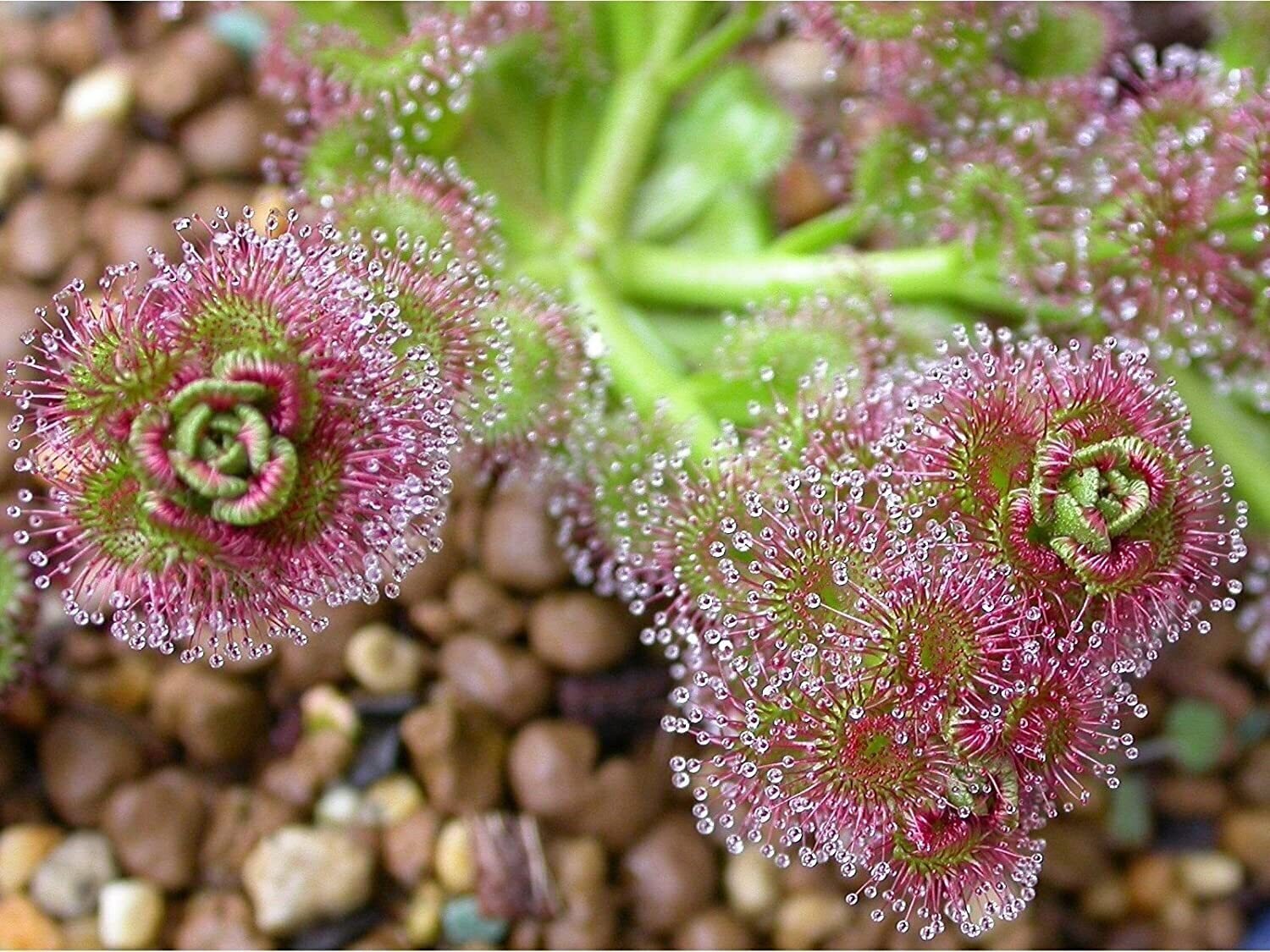 This is Drosera Stolonifera. The common name for this is Leafy Sundew. Whimsy and Wonder Seeds sells the freshest of rare plant seeds. Other Common names for this rare insectivorous plant are: Leafy Sundew: Spoon-leaved Sundew, Dewy Pine, Dewy Pines, Dewy Butterwort. Check this Leafy Sundew (Drosera Stolonifera) out along with all of our other carnivorous plant seeds here at Whimsy and Wonder Seeds. We ship these carnivorous plants seeds from Canada to anywhere in the World.