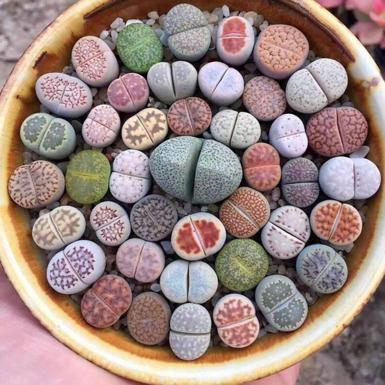 Lithops ssp.