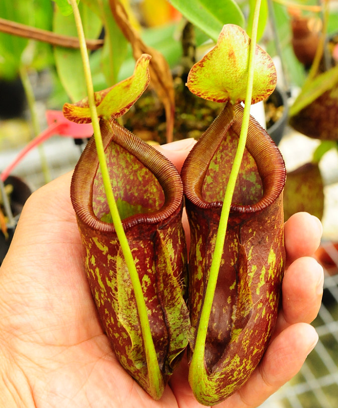 This is Nepenthes rowanae. The common name for this is Mottled Pitcher Plant. Whimsy and Wonder Seeds sells the freshest of rare plant seeds. Other Common names for this rare insectivorous plant are: Mottled Pitcher Plant - Pitcher Plant, Sarracenia reticulata. Check this Mottled Pitcher Plant (Nepenthes rowanae) out along with all of our other carnivorous plant seeds here at Whimsy and Wonder Seeds. We ship these carnivorous plants seeds from Canada to anywhere in the World.