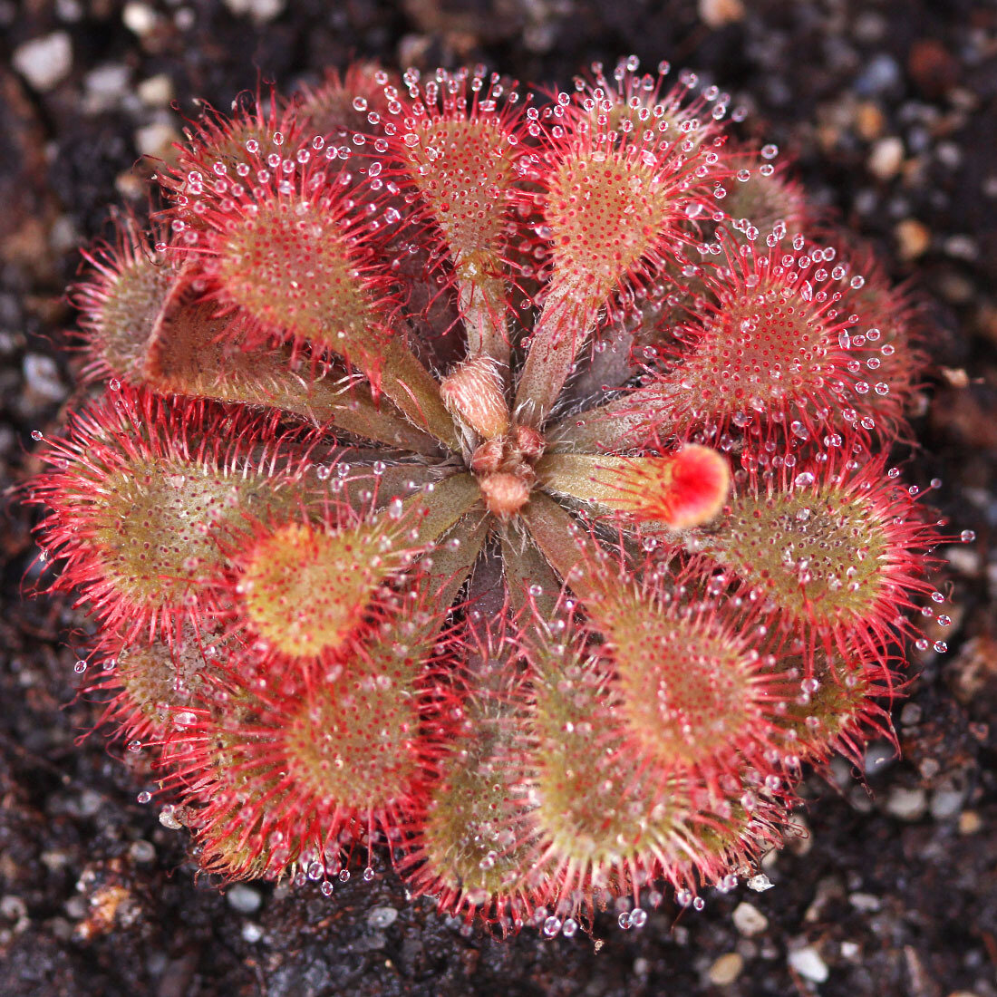 This is Drosera Natalensis. The common name for this Natal Sundew. Whimsy and Wonder Seeds sells the freshest of rare plant seeds. Other Common names for this rare insectivorous plant are: Natal Sundew - Round-leaved Sundew, Drosera Natalensis. Check this Natal Sundew (Drosera Natalensis) out along with all of our other carnivorous plant seeds here at Whimsy and Wonder Seeds. We ship these carnivorous plants seeds from Canada to anywhere in the World.