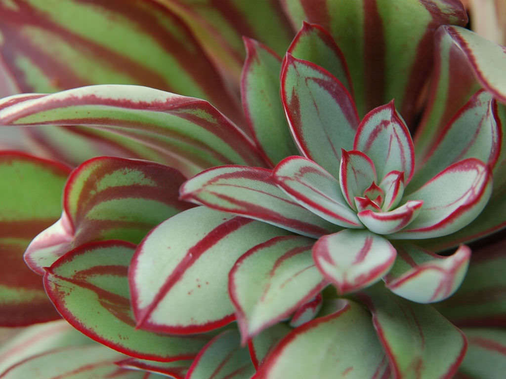 Echeveria nodulosa