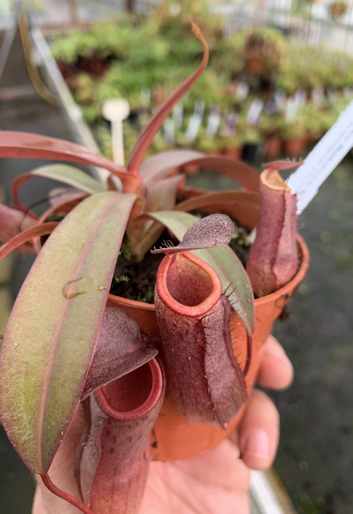 This is Nepenthes sanguinea. The common name for this is Pitcher Plant. Whimsy and Wonder Seeds sells the freshest of rare plant seeds. Other Common names for this rare insectivorous plant are: Red Flask Pitcher Plant - Sarracenia rubra, Red Tube Sarracenia, Trumpet Pitcher Plant. Check this Pitcher Plant (Nepenthes sanguinea) out along with all of our other carnivorous plant seeds here at Whimsy and Wonder Seeds. We ship these carnivorous plants seeds from Canada to anywhere in the World.