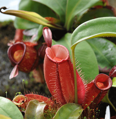 This is Nepenthes ampullaria  &#39;red&#39;. The common name for this Red Flask Pitcher Plant. Whimsy and Wonder Seeds sells the freshest of rare plant seeds. Other Common names for this rare insectivorous plant are: Red Flask Pitcher Plant - Sarracenia rubra, Red Tube Sarracenia, Trumpet Pitcher Plant. Check this Red Flask Pitcher Plant (Nepenthes ampullaria  &#39;red&#39;) out along with all of our other carnivorous plant seeds here at Whimsy and Wonder Seeds. We ship these carnivorous plants seeds from Canada to anywhere in the World.