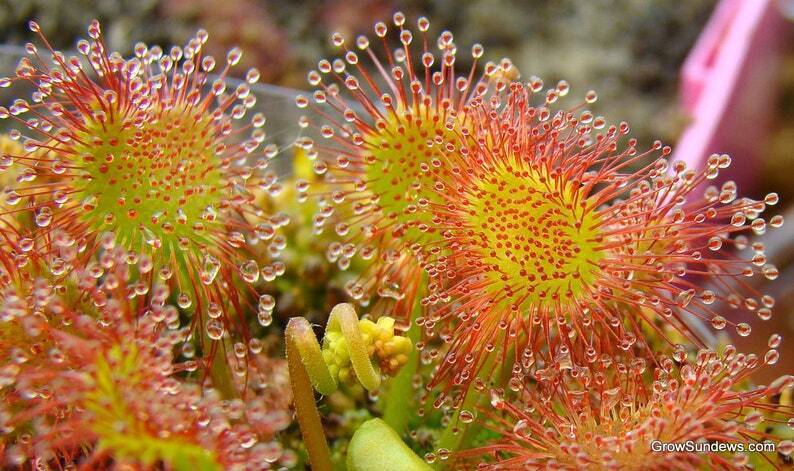 Drosera rotundifolia