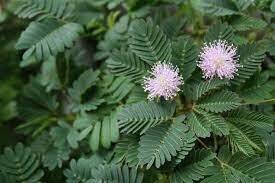 This is Mimosa pudica. The common name for this is Sensitive Plant. Whimsy and Wonder Seeds sells the freshest of rare seeds. Other Common names for this rare plant species are: Sensitive Plant: Touch-me-not, Shy plant. Check this Sensitive Plant (Mimosa pudica) out along with all of our other rare  and exotics plant seeds here at Whimsy and Wonder Seeds. We ship these rare seeds from Canada to anywhere in the World.