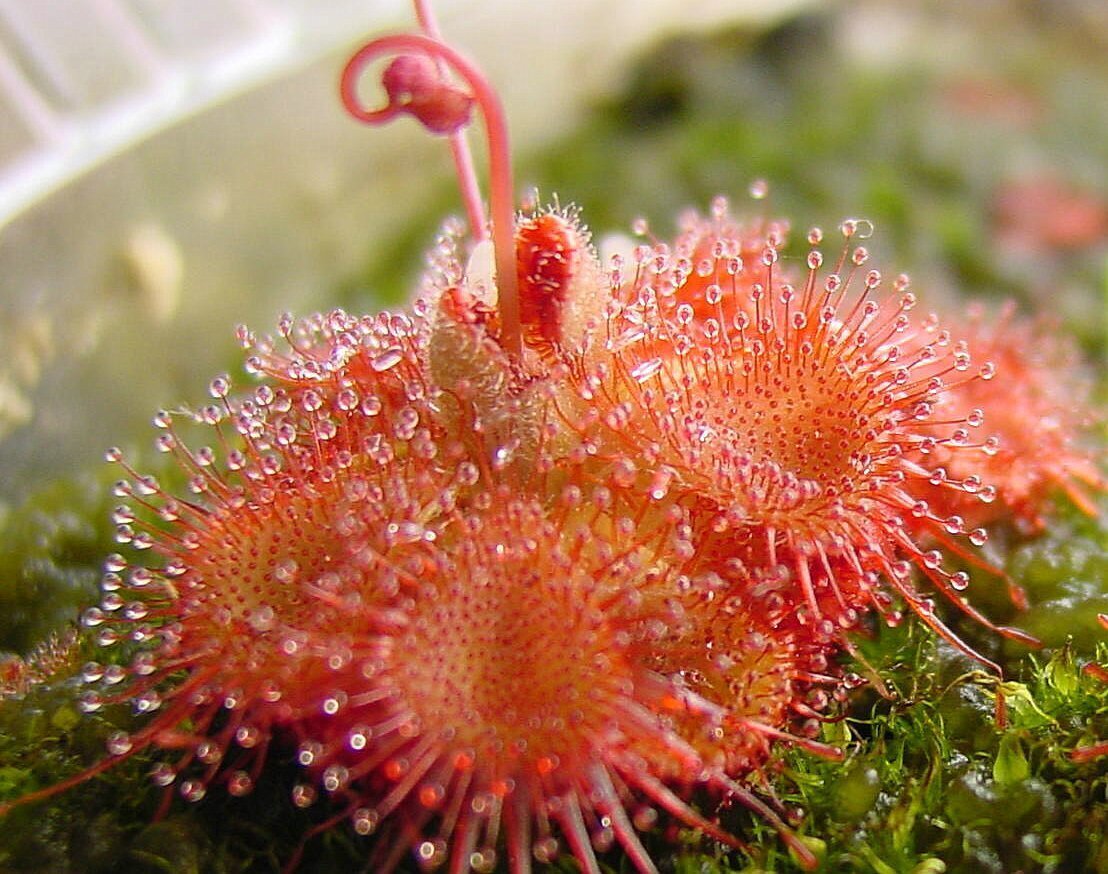 This is Drosera sessilifolia. The common name for this is Snap Tentacle Sundew. Whimsy and Wonder Seeds sells the freshest of rare plant seeds. Other Common names for this rare insectivorous plant are: Snap Tentacle Sundew: Dewy Pine, Sundew Plant, Drosera, Sticky Plant. Check this Snap Tentacle Sundew (Drosera sessilifolia) out along with all of our other carnivorous plant seeds here at Whimsy and Wonder Seeds. We ship these carnivorous plants seeds from Canada to anywhere in the World.