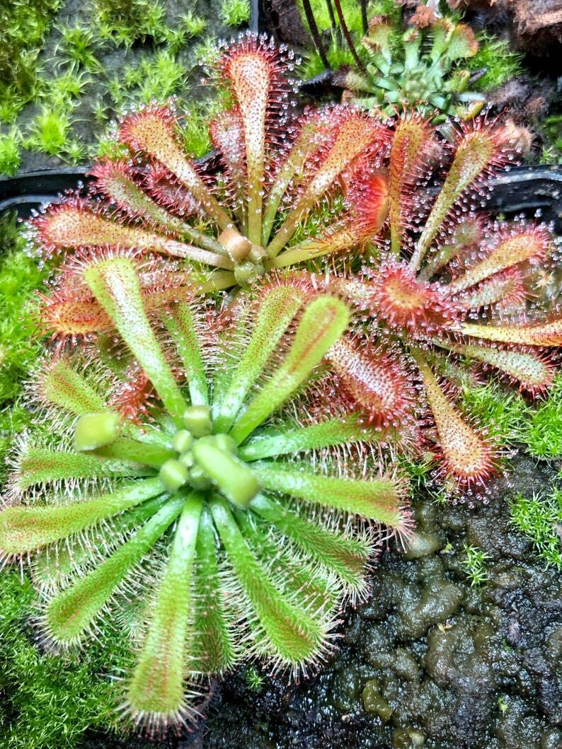 Drosera spatulata 'Mixed'