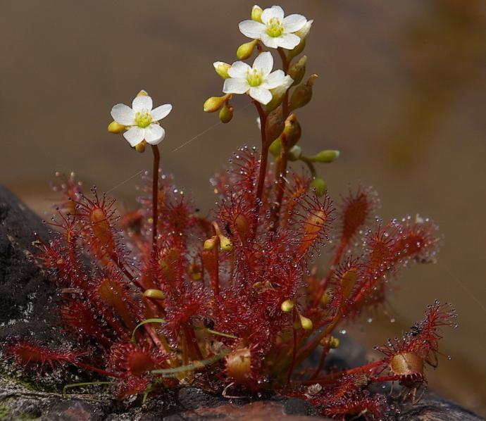 This is Drosera intermedia. The common name for this is Spoonleaf Sundew. Whimsy and Wonder Seeds sells the freshest of rare plant seeds. Other Common names for this rare insectivorous plant are: Spoonleaf Sundew: Drosera spatulata, Cape Sundew, Spoon-leaved Sundew, Dewy Pine. Check this Spoonleaf Sundew (Drosera intermedia) out along with all of our other carnivorous plant seeds here at Whimsy and Wonder Seeds. We ship these carnivorous plants seeds from Canada to anywhere in the World.