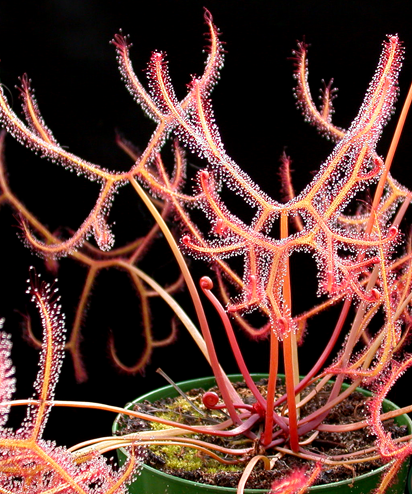 This is Drosera binata. The common name for this is Staghorn Sundew. Whimsy and Wonder Seeds sells the freshest of rare plant seeds. Other Common names for this rare insectivorous plant are: Staghorn Sundew: Drosera stenopetala, Cape Sundew, Staghorn Carnivorous Plant, Spoon-leaved Sundew. Check this Staghorn Sundew (Drosera binata) out along with all of our other carnivorous plant seeds here at Whimsy and Wonder Seeds. We ship these carnivorous plants seeds from Canada to anywhere in the World.