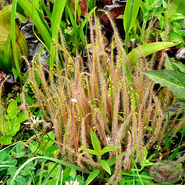 This is Drosera filiformis. The common name for this is Thread Leaved Sundew. Whimsy and Wonder Seeds sells the freshest of rare plant seeds. Other Common names for this rare insectivorous plant are: Thread Leaved Sundew: Cape sundew, dewy pine, sundew. Check this Thread Leaved Sundew (Drosera filiformis) out along with all of our other carnivorous plant seeds here at Whimsy and Wonder Seeds. We ship these carnivorous plants seeds from Canada to anywhere in the World.