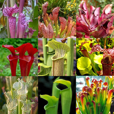 Sarracenia Spp.