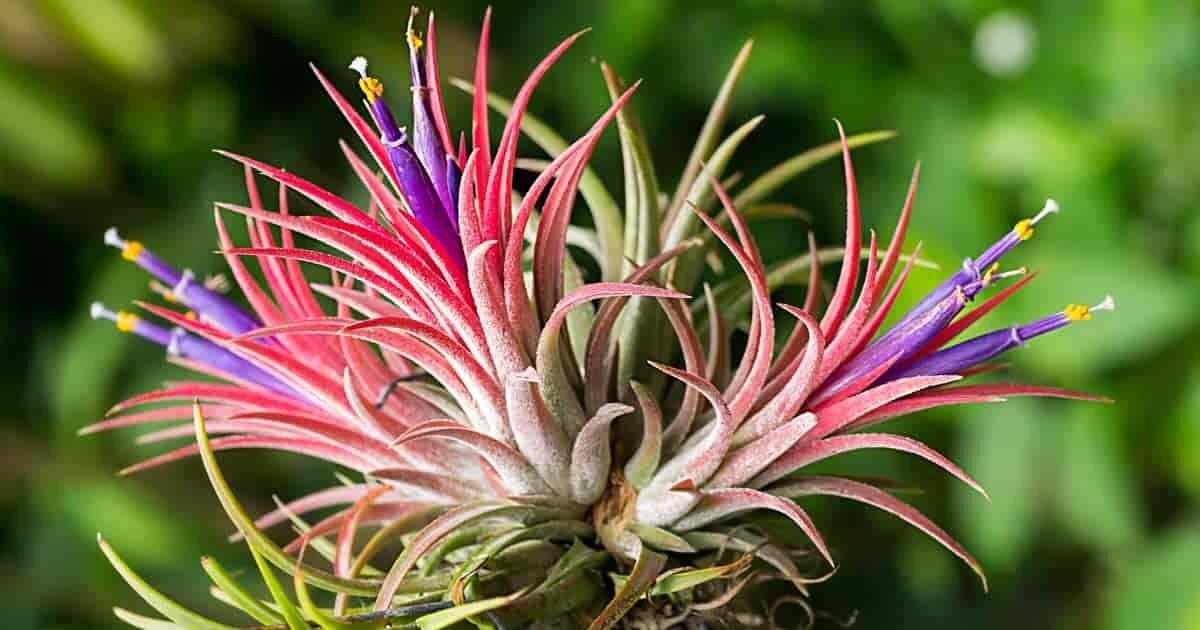 This is Tillandsia utriculata. The common name for this is Giant Spreading Airplant. Whimsy and Wonder Seeds
sells the freshest of rare plant seeds. Other Common names for this rare Air plant species are:Tillandsia utriculata: Giant Spreading Airplant, Spreading Airplant, Giant Spreading Airplant, Ball Moss, Spanish Moss, Old Man&#39;s Whiskers, Resurrection Plant. Check this  Giant Spreading Airplant (Tillandsia utriculata) out along with all of our other airplant plant seeds here at Whimsy and Wonder Seeds. We ship these air plant seeds from Canada to anywhere in the World. 