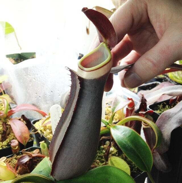This is Nepenthes albomarginata. The common name for this is White Collared Pitcher Plant. Whimsy and Wonder Seeds sells the freshest of rare plant seeds. Other Common names for this rare insectivorous plant are: White Collared Pitcher Plant: Sarracenia Leucophylla, White Topped Pitcher Plant, Trumpet Leaf. Check this White Collared Pitcher Plant (Nepenthes albomarginata) out along with all of our other carnivorous plant seeds here at Whimsy and Wonder Seeds. We ship these carnivorous plants seeds from Canada to anywhere in the World.