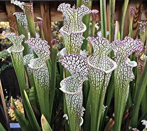 White-Topped Trumpet Pitcher Plant This is Sarracenia Leucophylla. The common name for this is White-Topped Trumpet Pitcher Plant. Whimsy and Wonder Seeds sells the freshest of rare plant seeds. Other Common names for this rare insectivorous plant are: White-Topped Trumpet Pitcher Plant: Cobra Plant, Trumpet Leaf Plant, White Pitcher Plant, Sarracenia Leucophylla. Check this White-Topped Trumpet Pitcher Plant (Sarracenia Leucophylla) out along with all of our other carnivorous plant seeds here at Whimsy and Wonder Seeds. We ship these carnivorous plants seeds from Canada to anywhere in the World.
