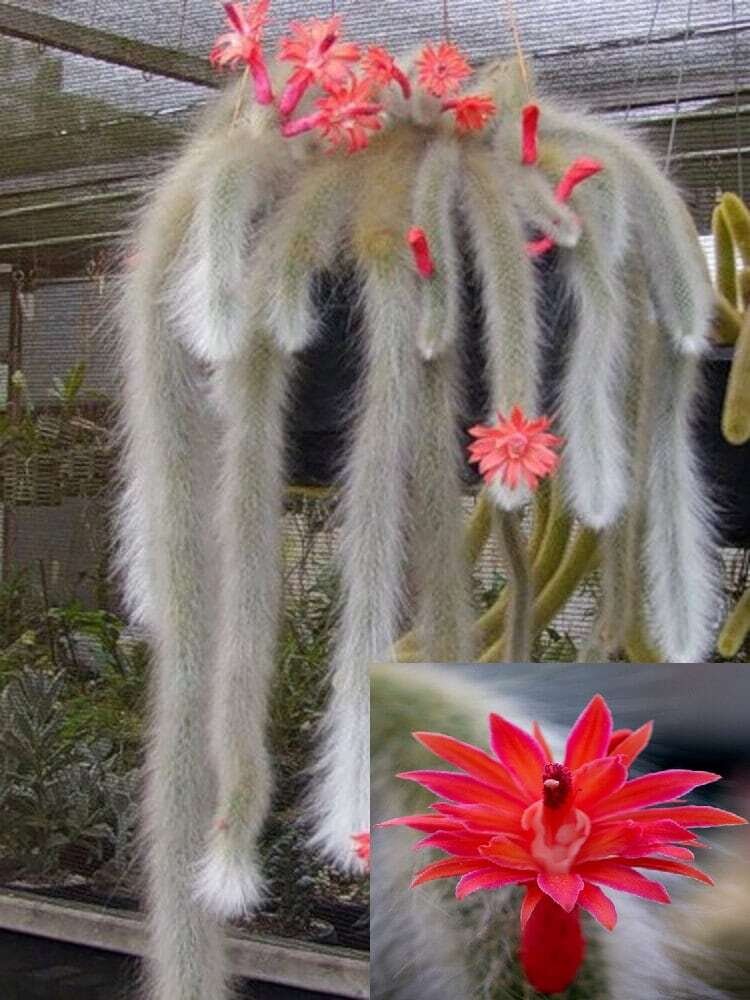 This is Hildewintera colademononis. The common name for this is Stunning Monkey Tail Cactus. Whimsy and Wonder Seeds sells the freshest of rare plant seeds. Other Common names for this rare cactus species are: Stunning Monkey Tail Cactus: Rat Tail Cactus, Monkey Tail Succulent, Hildewintera Colademononis, Caudex Cactus.  Check this Stunning Monkey Tail Cactus (Hildewintera colademononis) out along with all of  our other cacti plant seeds here at Whimsy and Wonder Seeds. We ship these cactus plants seeds from  Canada to anywhere in the World.