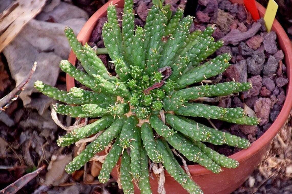 This is Euphorbia inermis. The common name for this is Spiral Stems Cactus. Whimsy and Wonder Seeds sells the freshest of rare plant seeds. Other Common names for this rare cactus species are:Spiral Stems Cactus: Rat Tail Cactus, Mistletoe Cactus, Christmas Cactus, Rattail Cactus. Check this Spiral Stems Cactus (Euphorbia inermis) out along with all of  our other cacti plant seeds here at Whimsy and Wonder Seeds. We ship these cactus plants seeds from  Canada to anywhere in the World.