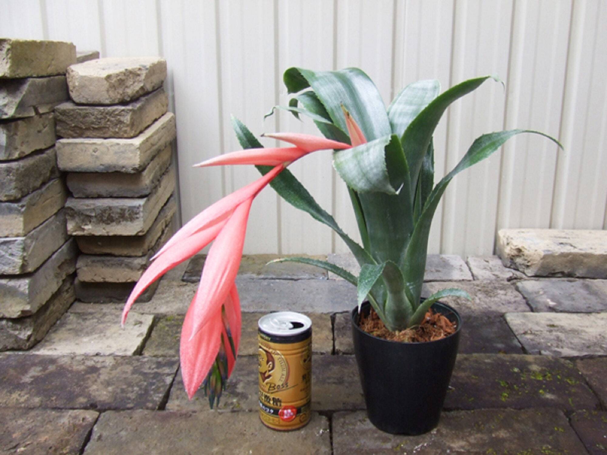 Billbergia decora