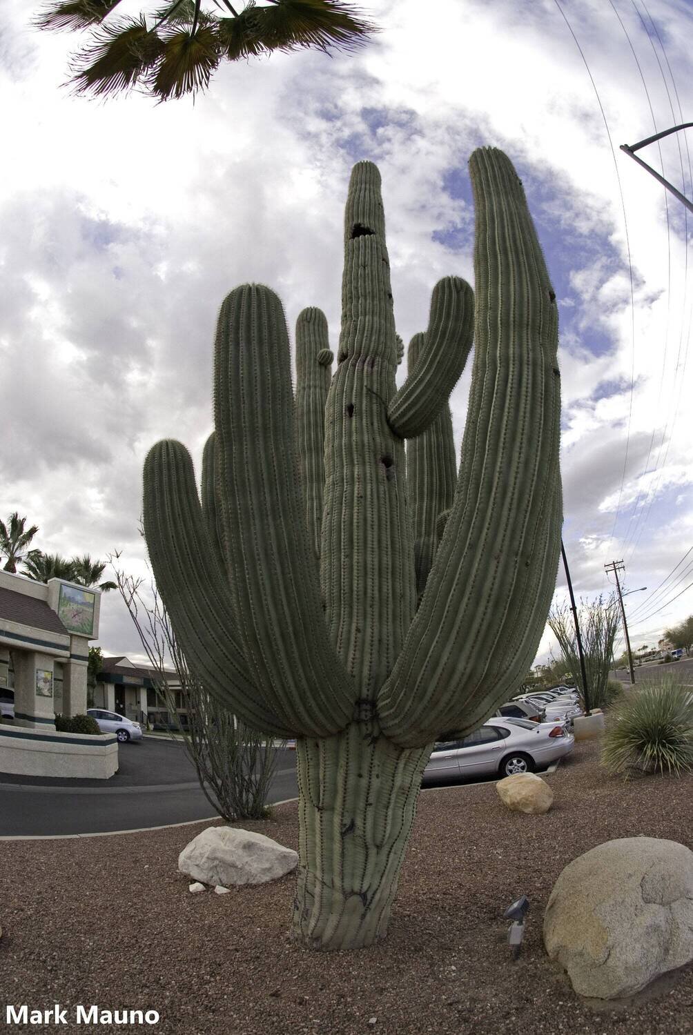 This is Carneigiea gigantea. The common name for this is The Saguaro Cactus. Whimsy and Wonder Seeds sells the freshest of rare plant seeds. Other Common names for this rare cactus species are:  The Saguaro Cactus: Giant Cactus, Carnegiea Gigantea, Arizona Cactus, Sahuaro. Check this The Saguaro Cactus (Carneigiea gigantea) out along with all of  our other cacti plant seeds here at Whimsy and Wonder Seeds. We ship these cactus plants seeds from  Canada to anywhere in the World.