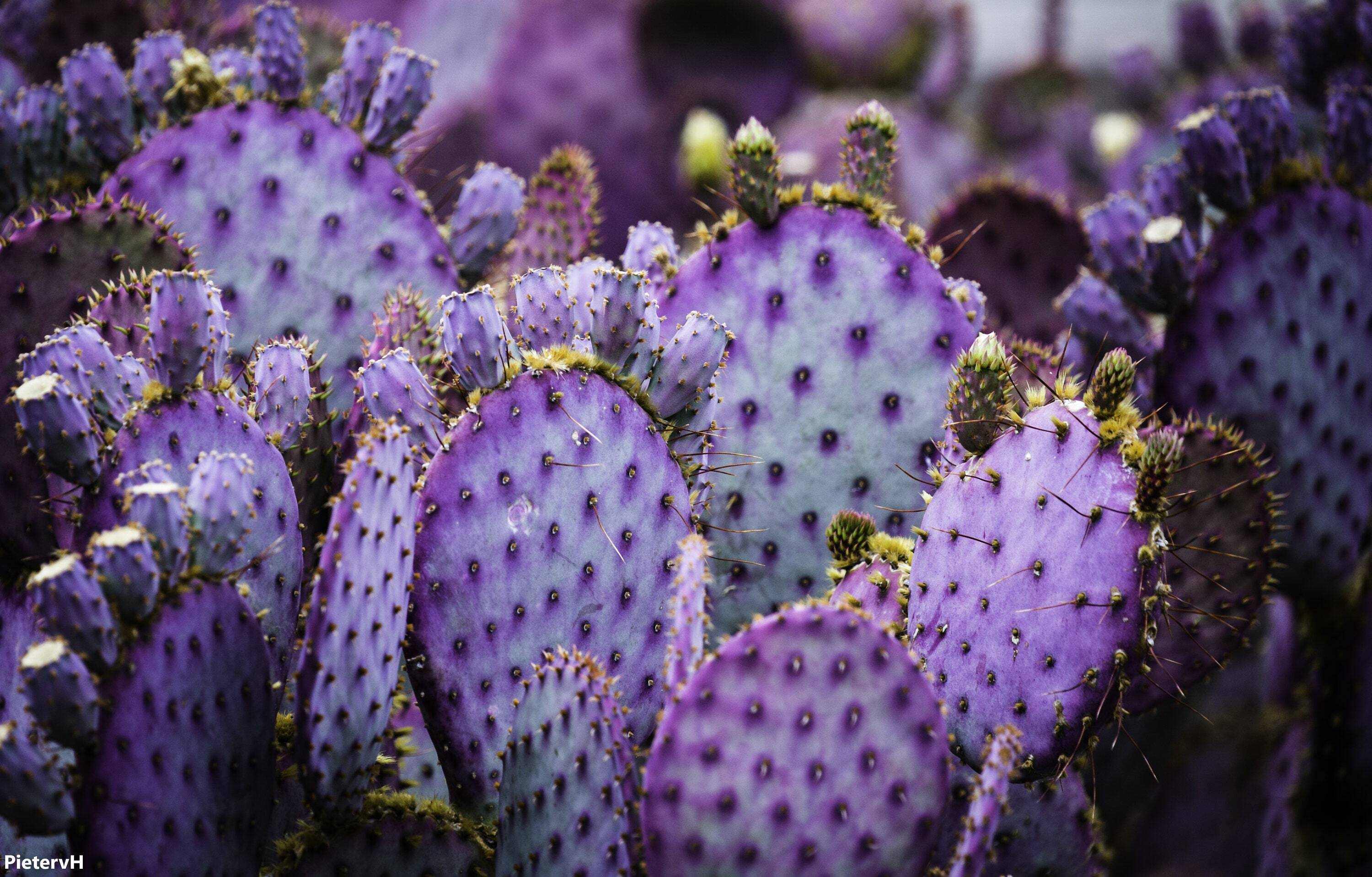 Opuntia santarita