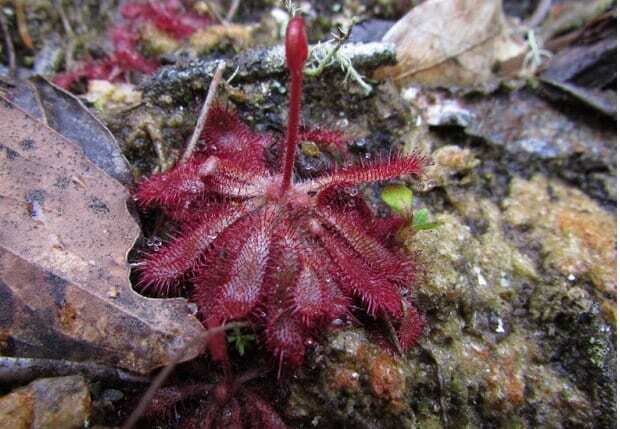This is Drosera tomentosa. The common name for this is Montana Sundew. Whimsy and Wonder Seeds sells the freshest of rare plant seeds. Other Common names for this rare insectivorous plant are: Montana Sundew - Woolly Sundew, Cape Sundew. Check this Montana Sundew (Drosera tomentosa) out along with all of our other carnivorous plant seeds here at Whimsy and Wonder Seeds. We ship these carnivorous plants seeds from Canada to anywhere in the World.