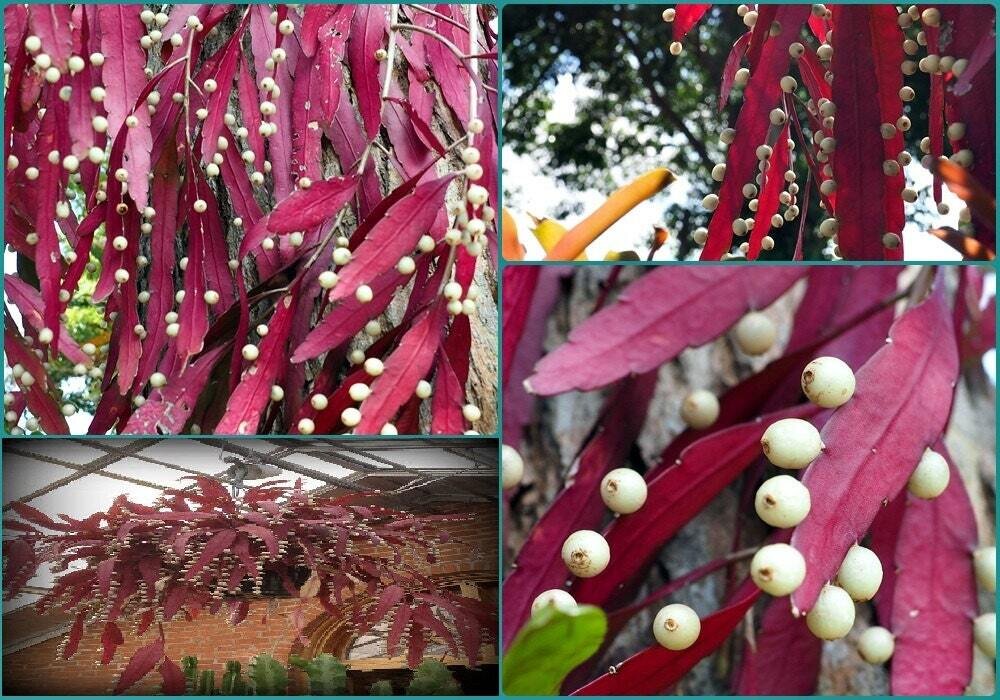 This is Rhipsalis ramulosa. The common name for this is Mistletoe Cactus. Whimsy and Wonder Seeds sells the freshest of rare plant seeds. Other Common names for this rare cactus species are: Mistletoe Cactus, Rat Tail Cactus, Spaghetti Cactus . Check this Mistletoe Cactus  (Rhipsalis ramulosa) out along with all of  our other cacti plant seeds here at Whimsy and Wonder Seeds. We ship these cactus plants seeds from  Canada to anywhere in the World.