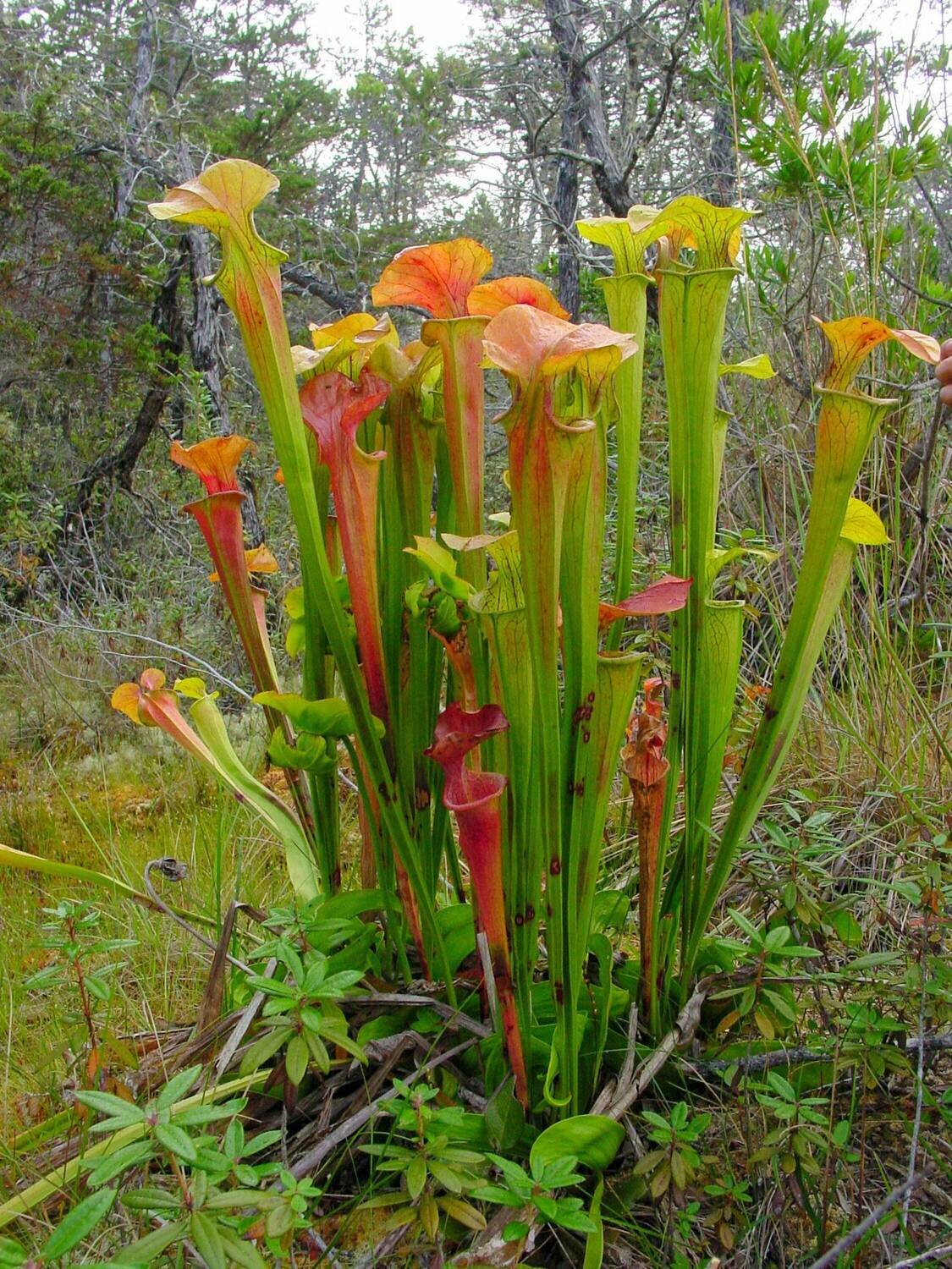 This is Sarracenia oreophila. The common name for this is Green Pitcher Plant. Whimsy and Wonder Seeds sells the freshest of rare plant seeds. Other Common names for this rare insectivorous plant are: Green Pitcher Plant: Sarracenia, Trumpet Pitcher Plant, Huntsman&#39;s Cup. Check this Green Pitcher Plant (Sarracenia oreophila) out along with all of our other carnivorous plant seeds here at Whimsy and Wonder Seeds. We ship these carnivorous plants seeds from Canada to anywhere in the World.