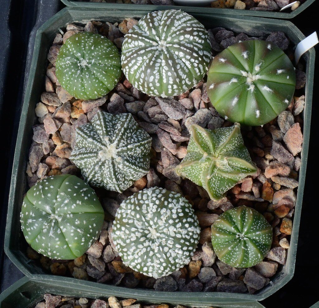 This is Astrophytum Mix. The common name for this is Star Cactus. Whimsy and Wonder Seeds sells the freshest of rare plant seeds. Other Common names for this rare cactus species are: Star Cactus: Sea Urchin Cactus, Starfish Cactus, Mammillaria Elongata, Pin Cushion Cactus. Check this Star Cactus (Astrophytum Mix) out along with all of  our other cacti plant seeds here at Whimsy and Wonder Seeds. We ship these cactus plants seeds from  Canada to anywhere in the World.