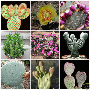 Opuntia Mix