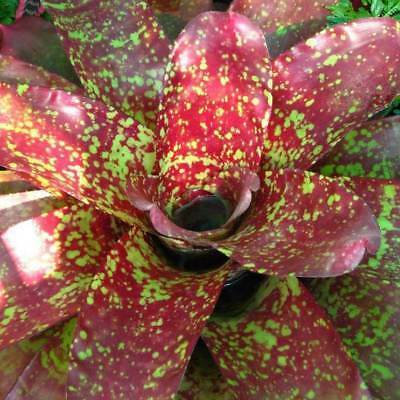 Neoregelia Sp. Justin Song