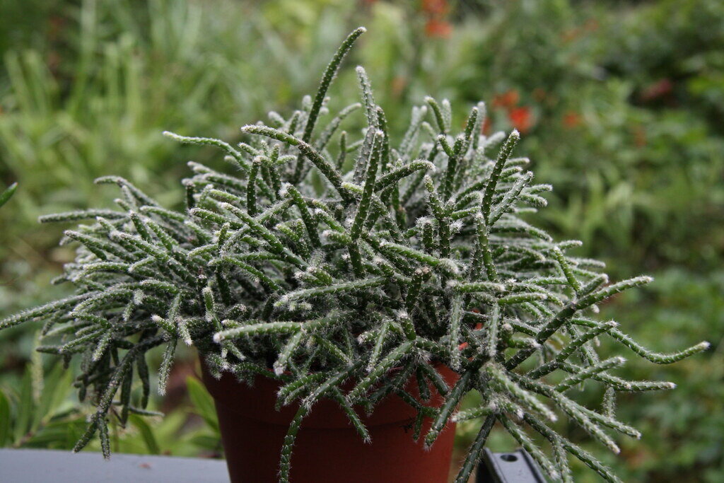 This is Rhipsalis pilocarpa. The common name for this is Hanging Cactus. Whimsy and Wonder Seeds sells the freshest of rare plant seeds. Other Common names for this rare cactus species are:Hanging Cactus: Fishbone Cactus, Zig Zag Cactus, Ric Rac Cactus, Epiphyllum anguliger. Check this Hanging Cactus (Rhipsalis pilocarpa) out along with all of  our other cacti plant seeds here at Whimsy and Wonder Seeds. We ship these cactus plants seeds from  Canada to anywhere in the World.