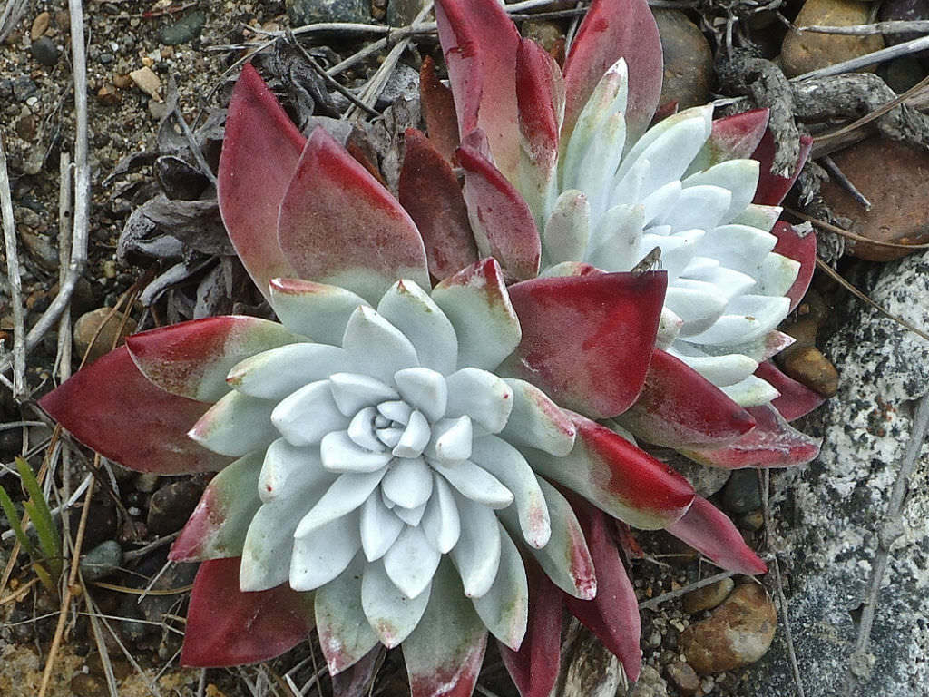Dudleya farinosa