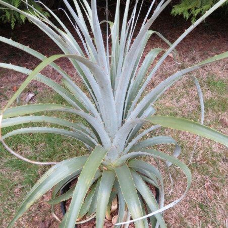 This is Puya yakespala. The common name for this is Yellow Dessert Bromeliad. Whimsy and Wonder Seeds sells the freshest of rare plant seeds. Other Common names for this rare bromeliad species are: Yellow Dessert Bromeliad: Pineapple, Ananas Comosus, Spanish Moss, Tillandsia Usneoides. Check this Yellow Dessert Bromeliad (Puya yakespala) out along with all of our other Bromeliad plant seeds here at Whimsy and Wonder Seeds. We ship these Bromeliad plants seeds from Canada to anywhere in the World