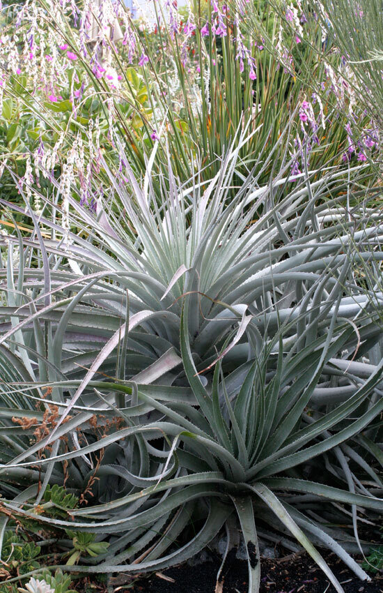 This is Puya venusta. The common name for this is Coastal Purple Bromeliad. Whimsy and Wonder Seeds sells the freshest of rare plant seeds. Other Common names for this rare bromeliad species are: Chagualillo Bromeliad: Pitcairnia flammea, Fireball Bromeliad, Puya raimondii. Check this Coastal Purple Bromeliad (Puya venusta) out along with all of our other Bromeliad plant seeds here at Whimsy and Wonder Seeds. We ship these Bromeliad plants seeds from Canada to anywhere in the World