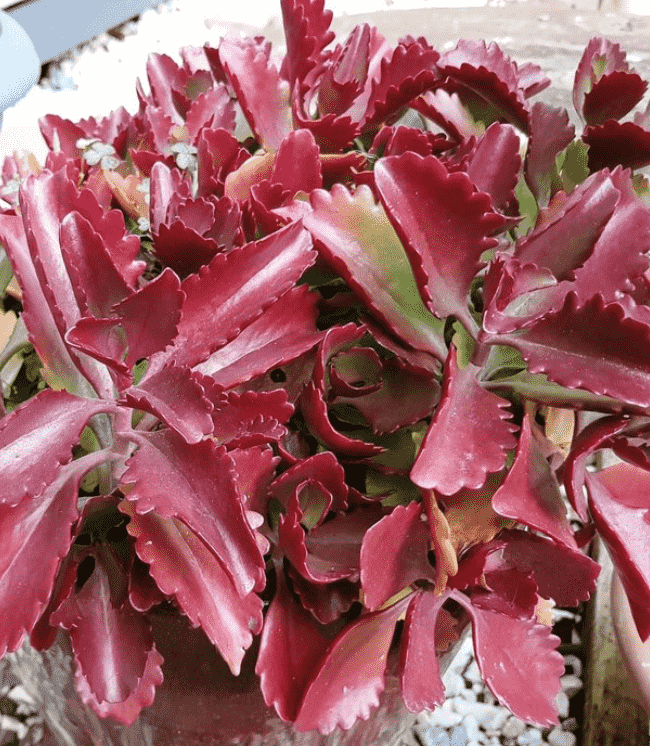 Kalanchoe sexangularis