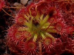Drosera nitidula