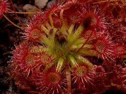 This is Drosera nitidula. The common name for this is Pygmy Sundew. Whimsy and Wonder Seeds sells the freshest of rare plant seeds. Other Common names for this rare insectivorous plant are:Pygmy Sundew - Drosera pygmaea, Dwarf Sundew. Check this Pygmy Sundew (Drosera nitidula) out along with all of our other carnivorous plant seeds here at Whimsy and Wonder Seeds. We ship these carnivorous plants seeds from Canada to anywhere in the World.