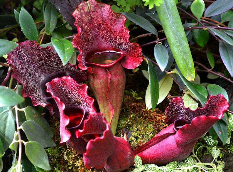 Sarracenia purpurea 'Venosa'