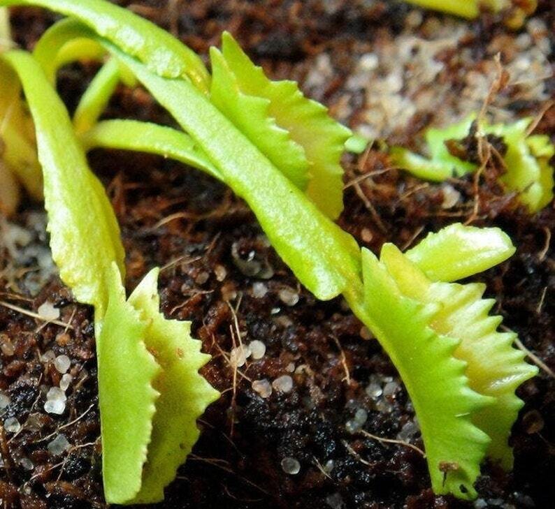 This is Dionaea muscipula. The common name for this is Kinky Wave Venus Fly Trap. Whimsy and Wonder Seeds sells the freshest of rare plant seeds. Other Common names for this rare insectivorous plant are: Venus Fly Trap: Dionaea Muscipula, Flytrap, Watercup. Check this Kinky Wave Venus Fly Trap (Dionaea muscipula) out along with all of our other carnivorous plant seeds here at Whimsy and Wonder Seeds. We ship these carnivorous plants seeds from Canada to anywhere in the World.