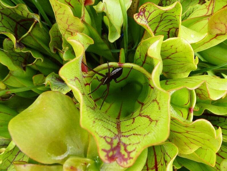 Purple Trumpet Plant 'Gold Form' This is Sarracenia purpurea 'Hetrophylla'. The common name for this is Purple Trumpet Plant 'Gold Form'. Whimsy and Wonder Seeds sells the freshest of rare plant seeds. Other Common names for this rare insectivorous plant are: Purple Trumpet Plant 'Gold Form' - Allamanda, Golden Trumpet Vine. Check thisPurple Trumpet Plant 'Gold Form' (Sarracenia purpurea 'Hetrophylla') out along with all of our other carnivorous plant seeds here at Whimsy and Wonder Seeds. We ship these carnivorous plants seeds from Canada to anywhere in the World.