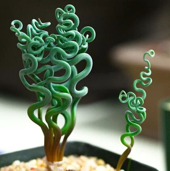 T. Succulent Form × Nizanda T