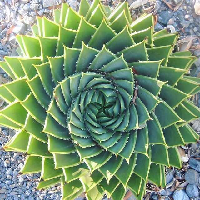 Aloe polyphylla