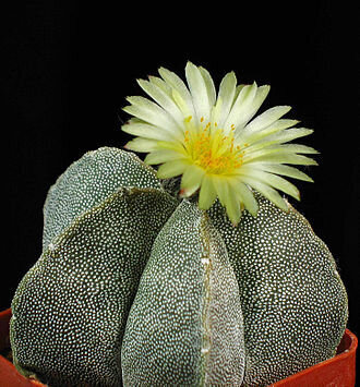 This is Astrophytum myriostigma. The common name for this is Bishop&#39;s Hat Cactus. Whimsy and Wonder Seeds sells the freshest of rare plant seeds. Other Common names for this rare cactus species are: Bishop&#39;s Hat Cactus, Star Cactus, Mammillaria. Check this Bishop&#39;s Hat Cactus (Astrophytum myriostigma) out along with all of  our other cacti plant seeds here at Whimsy and Wonder Seeds. We ship these cactus plants seeds from  Canada to anywhere in the World.