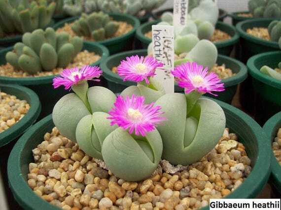 Gibbaeum heathii