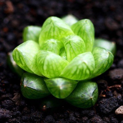 Harworthia cymbiformis