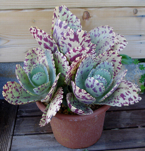 This is Kalanchoe marmorata. The common name for this is Penwiper Plant. Whimsy and Wonder Seeds sells the freshest of rare plant seeds. Other Common names for this rare succulent plant are: Penwiper Plant: Painted Netleaf, Texas Beargrass, Netleaf False Yucca, Netleaf Agave, Netleaf Mohave Yucca. Check this Penwiper Plant (Kalanchoe marmorata) out along with all of  our other succulent plant seeds here at Whimsy and Wonder Seeds. We ship these succulent plants  seeds from Canada to anywhere in the World.
