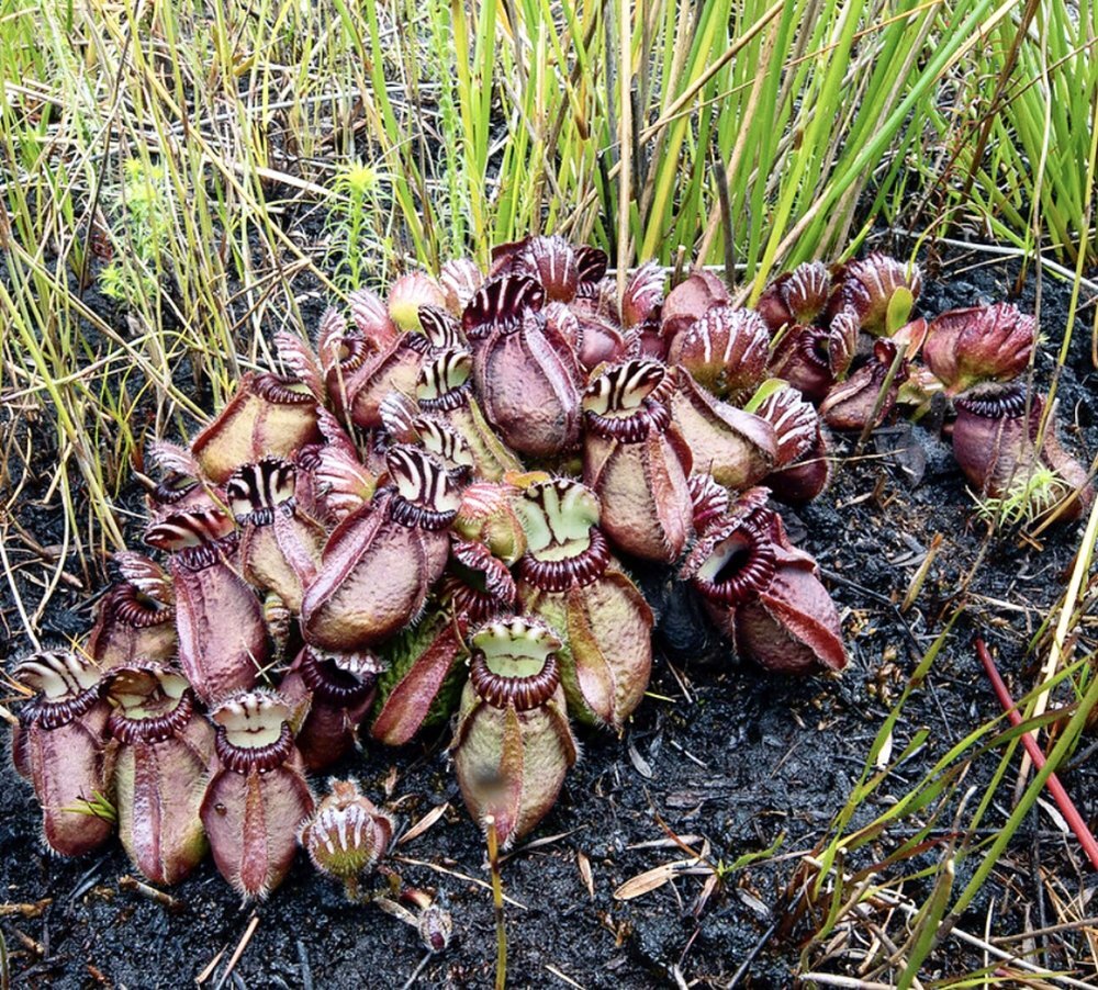 Cephalotus follicularis