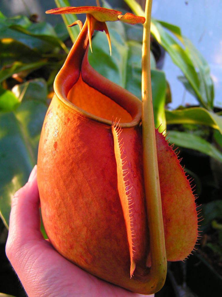 Nepenthes bicalcarata