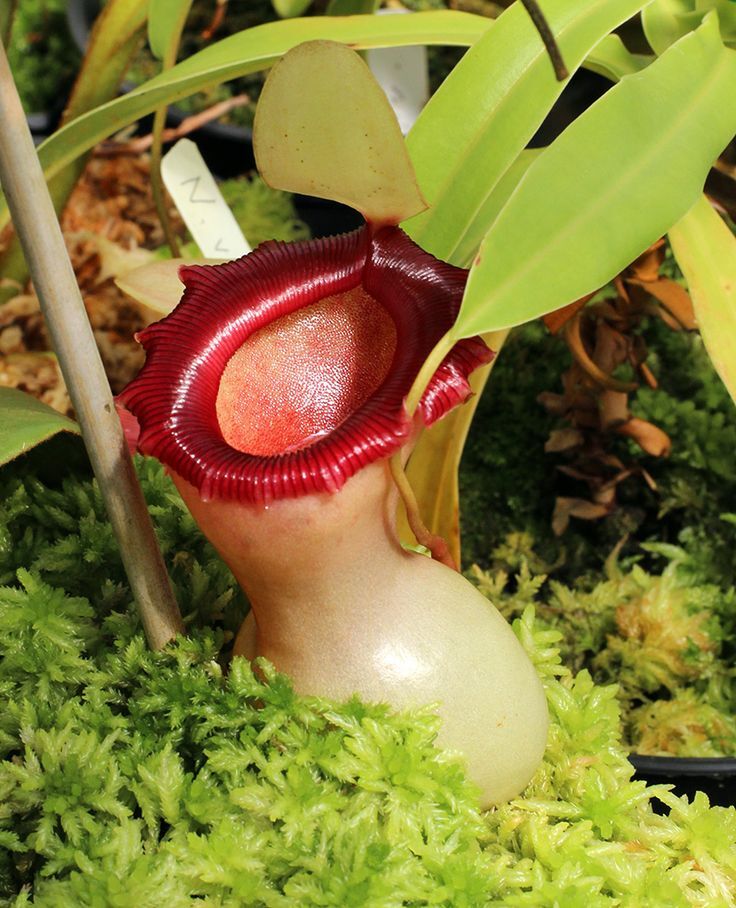 Nepenthes ventricosa